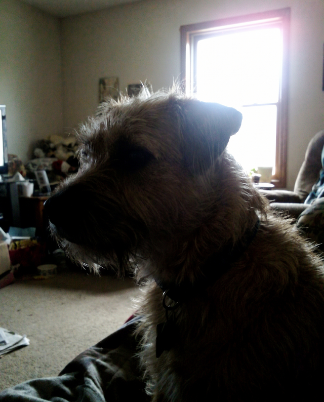 Example of a bad photo: dog turned away and backlit