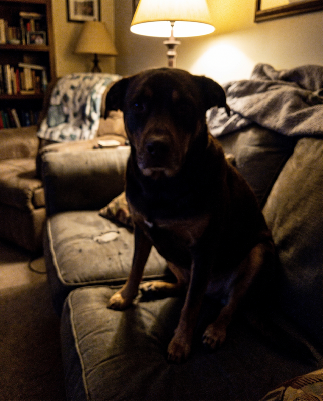 Example of a bad photo: dark and blurry